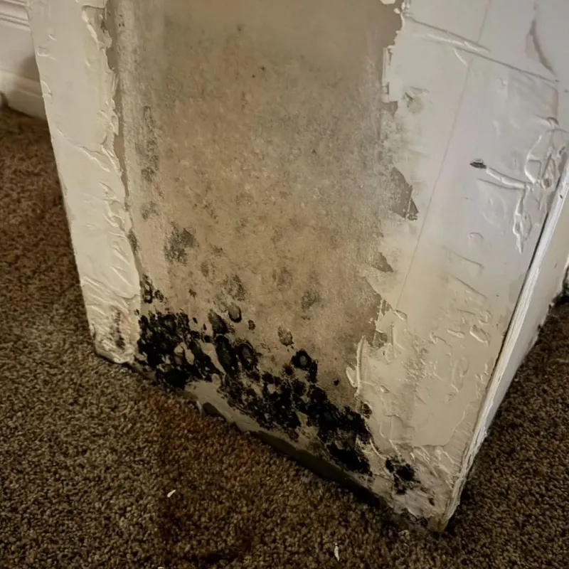 Professional Mold Removal in Moorcroft, WY